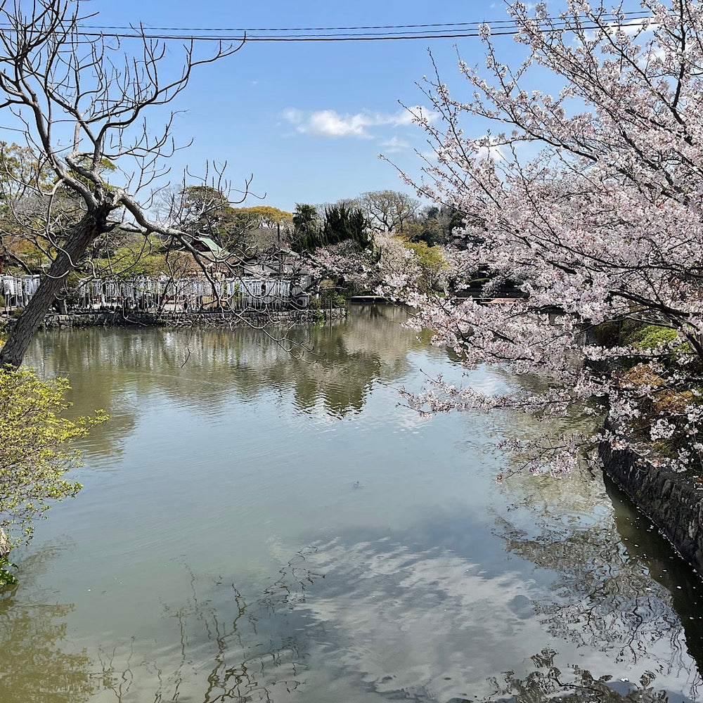桜が満開🌸