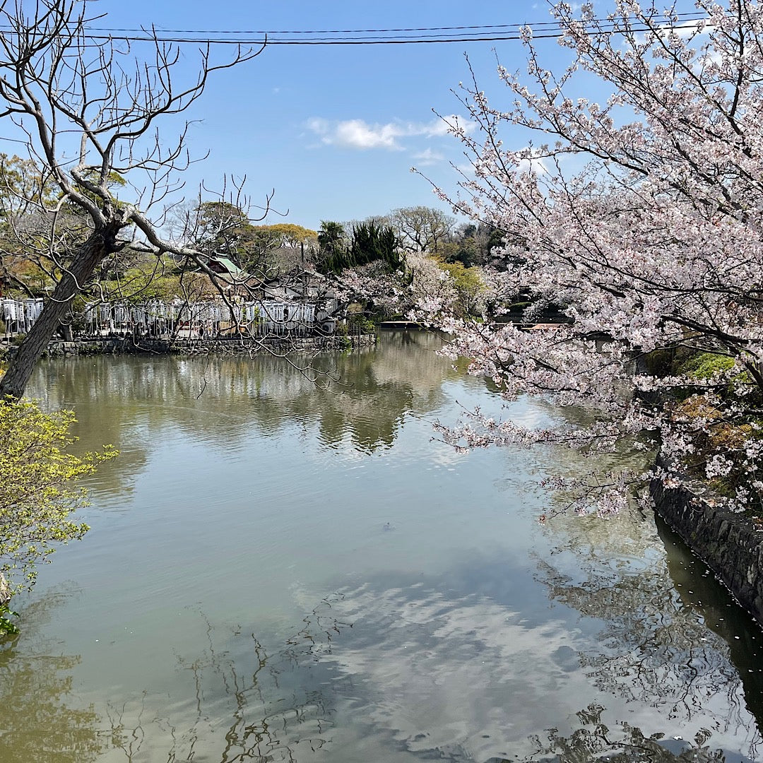桜が満開🌸