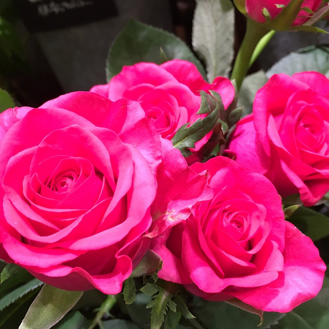 Temple of Rose〜オイルのこと～
