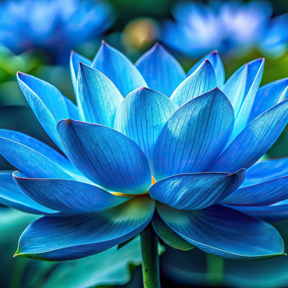 Lotus Flowers